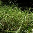 Ostřice muskingumská 'Little Midge' - Carex muskingumensis 'Little Midge'