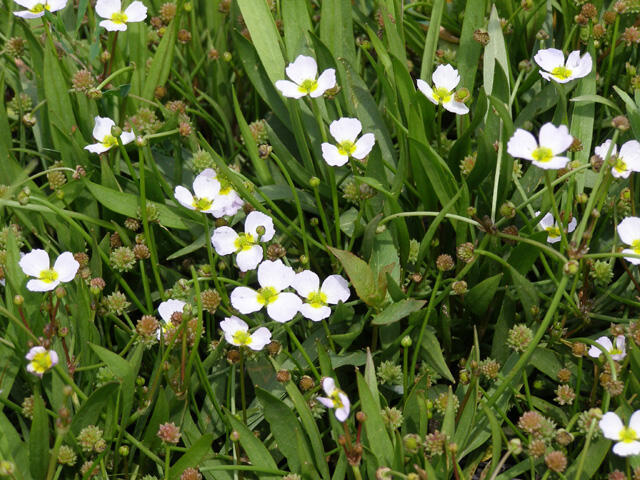 Kopinatka pryskyřníkovitá - Baldelia ranunculoides