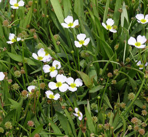 Kopinatka pryskyřníkovitá - Baldelia ranunculoides