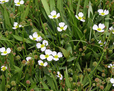 Kopinatka pryskyřníkovitá