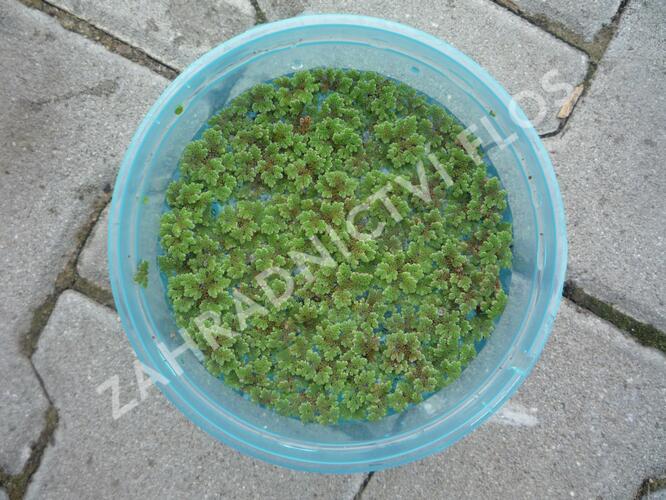 Azola karolínská - Azolla caroliniana