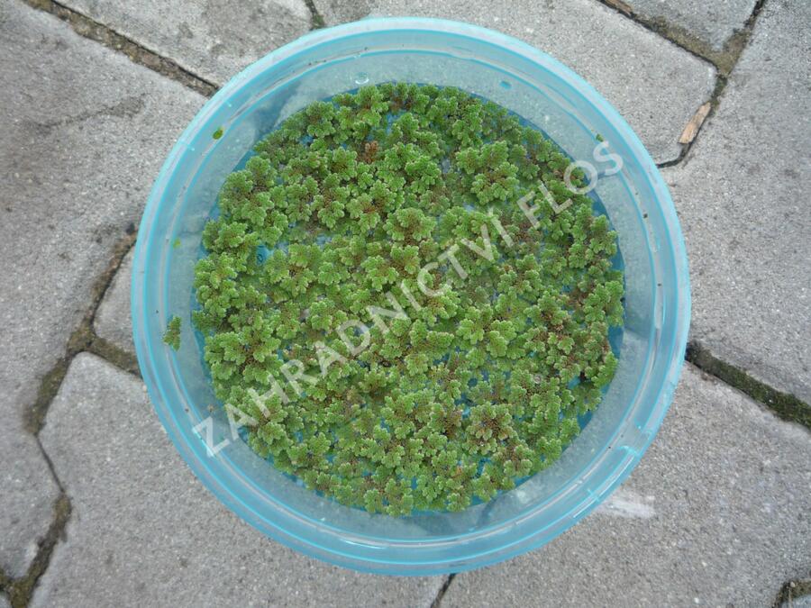 Azola karolínská - Azolla caroliniana