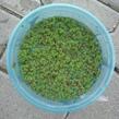 Azola karolínská - Azolla caroliniana