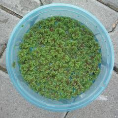 Azola karolínská - Azolla caroliniana