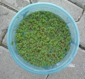 Azola karolínská - Azolla caroliniana