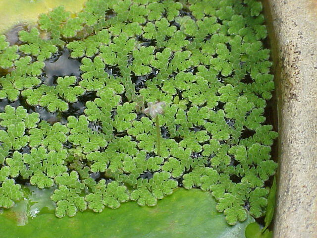 Azola karolínská - Azolla caroliniana