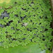 Azola karolínská - Azolla caroliniana
