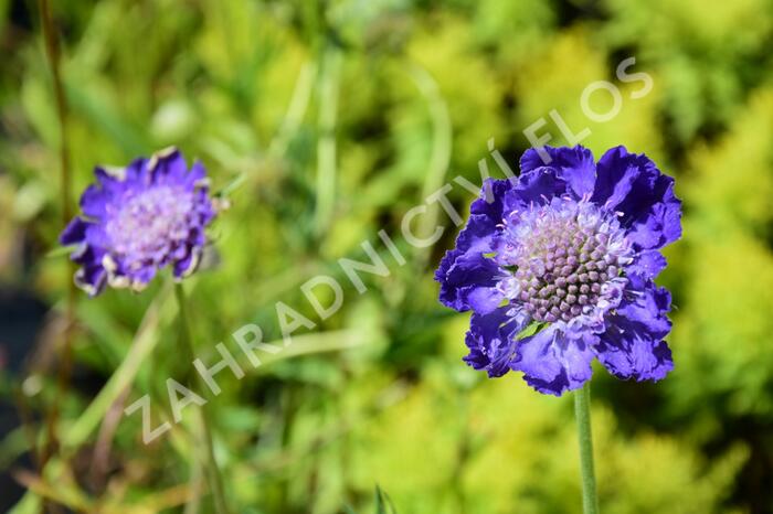 Hlaváč kavkazský 'Fama' - Scabiosa caucasica 'Fama'