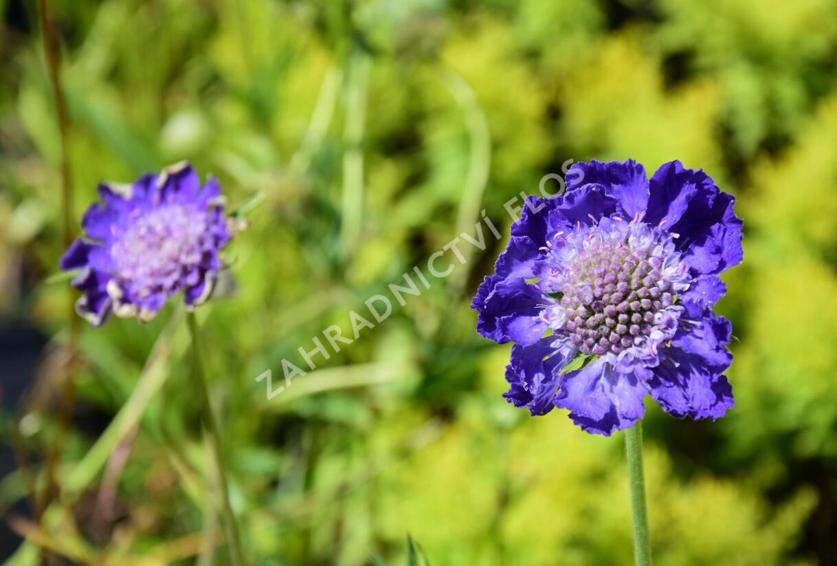 Hlaváč kavkazský 'Fama' - Scabiosa caucasica 'Fama'