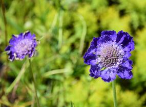 Hlaváč kavkazský 'Fama' - Scabiosa caucasica 'Fama'