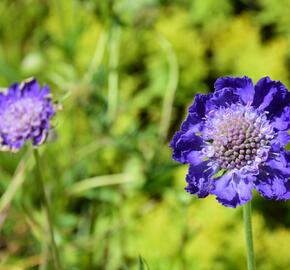 Hlaváč kavkazský 'Fama' - Scabiosa caucasica 'Fama'