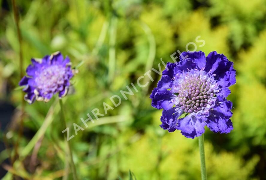 Hlaváč kavkazský 'Fama' - Scabiosa caucasica 'Fama'