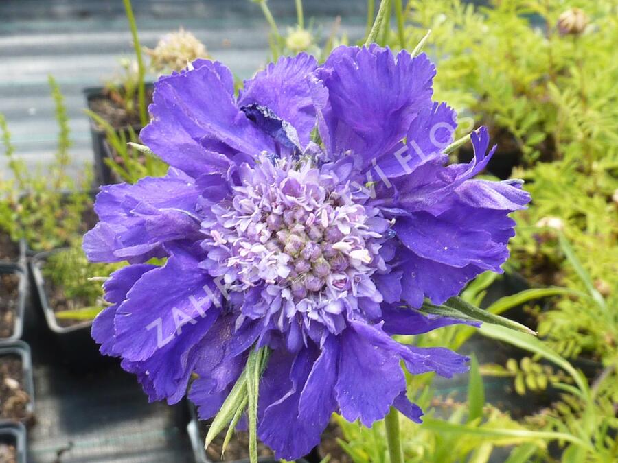 Hlaváč kavkazský 'Fama' - Scabiosa caucasica 'Fama'