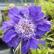 Hlaváč kavkazský 'Fama' - Scabiosa caucasica 'Fama'