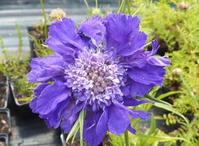 Hlaváč kavkazský 'Fama' - Scabiosa caucasica 'Fama'