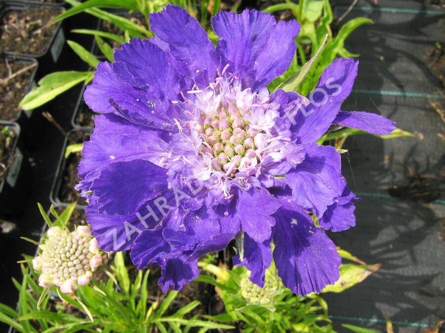 Hlaváč kavkazský 'Fama' - Scabiosa caucasica 'Fama'