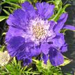 Hlaváč kavkazský 'Fama' - Scabiosa caucasica 'Fama'