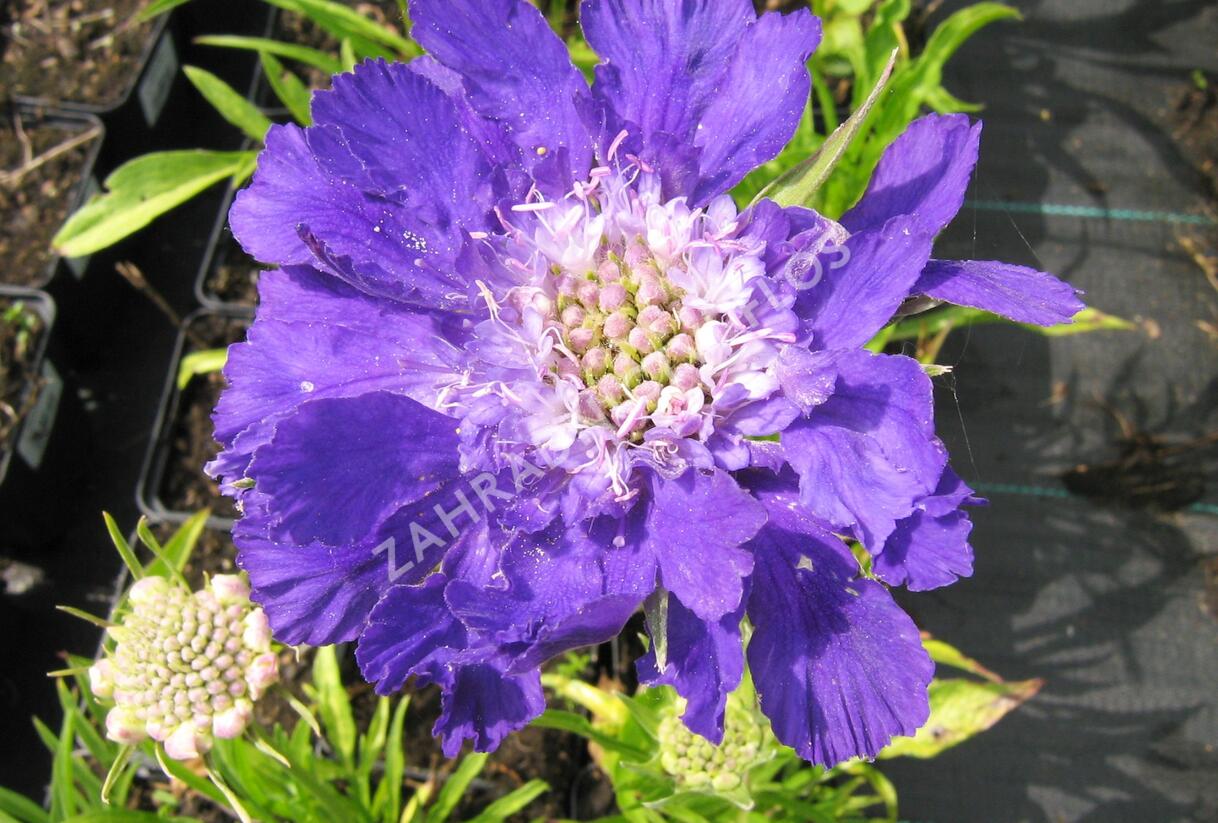 Hlaváč kavkazský 'Fama' - Scabiosa caucasica 'Fama'