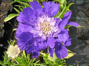 Hlaváč kavkazský 'Fama' - Scabiosa caucasica 'Fama'