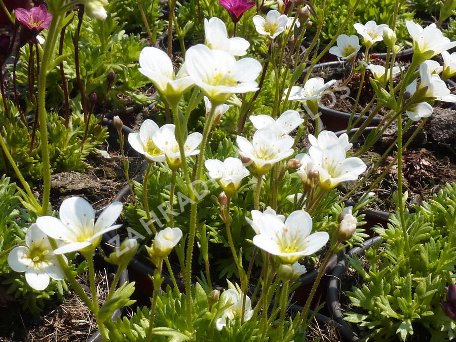 Lomikámen arendsův 'Schneeteppich' - Saxifraga x arendsii 'Schneeteppich'