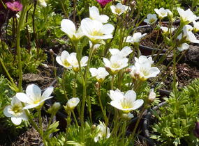 Lomikámen arendsův 'Schneeteppich' - Saxifraga x arendsii 'Schneeteppich'