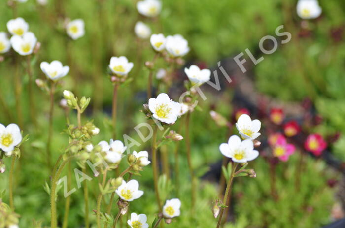 Lomikámen arendsův 'Schneeteppich' - Saxifraga x arendsii 'Schneeteppich'