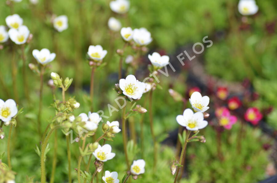 Lomikámen arendsův 'Schneeteppich' - Saxifraga x arendsii 'Schneeteppich'