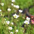 Lomikámen arendsův 'Schneeteppich' - Saxifraga x arendsii 'Schneeteppich'