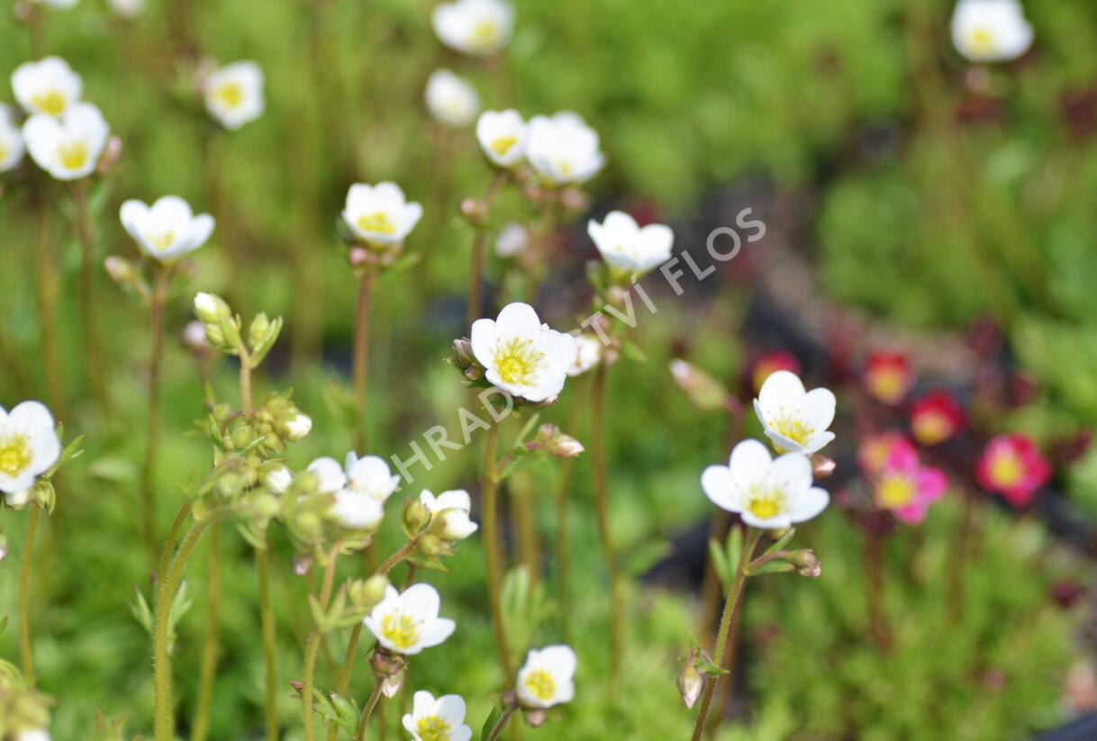 Lomikámen arendsův 'Schneeteppich' - Saxifraga x arendsii 'Schneeteppich'