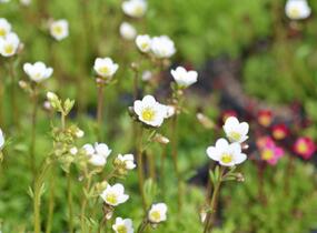 Lomikámen arendsův 'Schneeteppich' - Saxifraga x arendsii 'Schneeteppich'