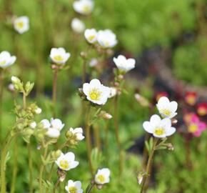 Lomikámen arendsův 'Schneeteppich' - Saxifraga x arendsii 'Schneeteppich'