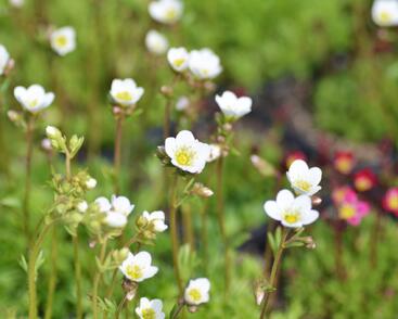 Lomikámen arendsův 'Schneeteppich'