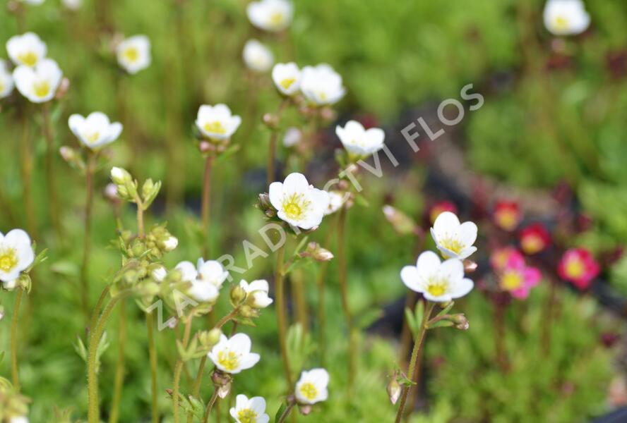 Lomikámen arendsův 'Schneeteppich' - Saxifraga x arendsii 'Schneeteppich'