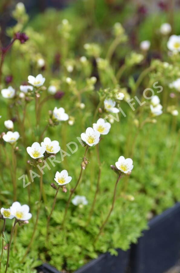 Lomikámen arendsův 'Schneeteppich' - Saxifraga x arendsii 'Schneeteppich'
