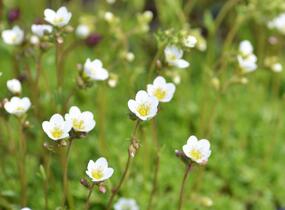 Lomikámen arendsův 'Schneeteppich' - Saxifraga x arendsii 'Schneeteppich'