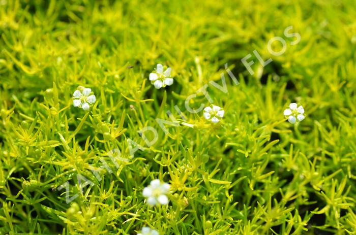 Úrazník 'Aurea' - Sagina subulata 'Aurea'
