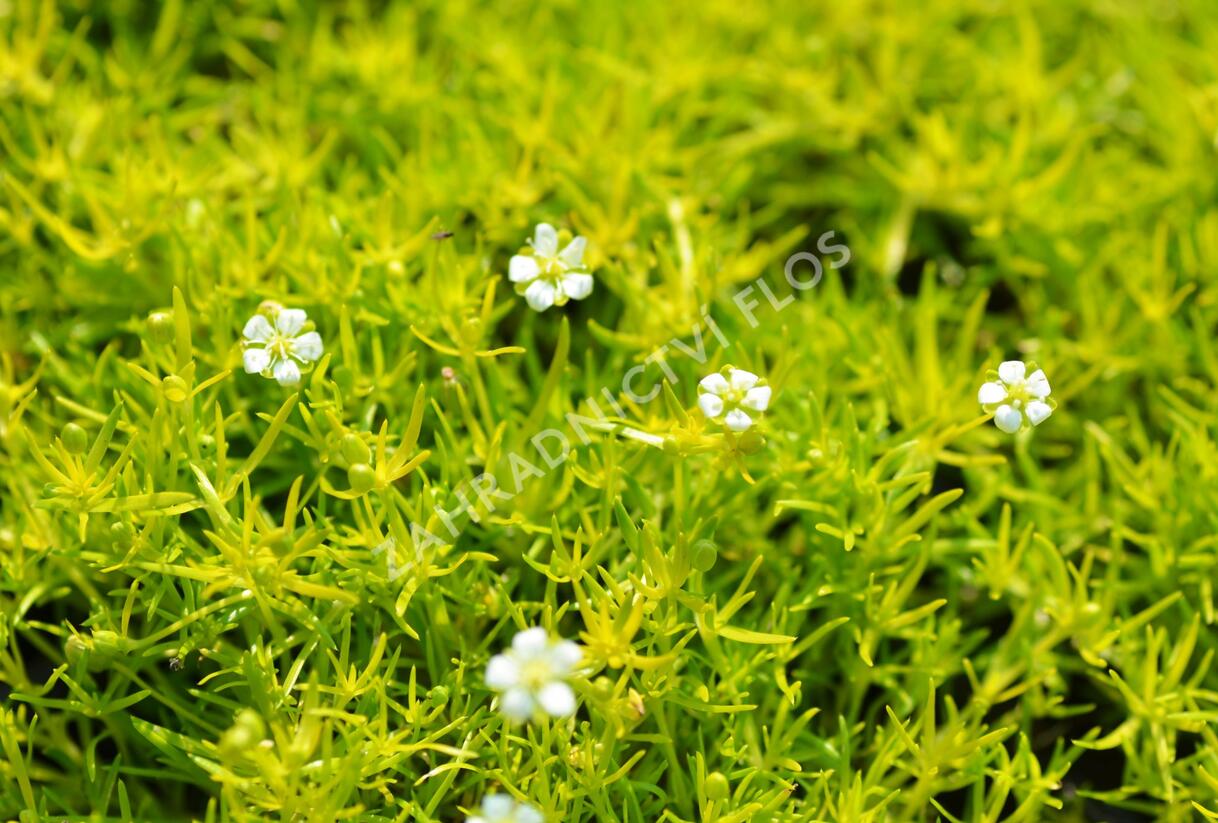 Úrazník 'Aurea' - Sagina subulata 'Aurea'