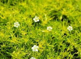 Úrazník 'Aurea' - Sagina subulata 'Aurea'