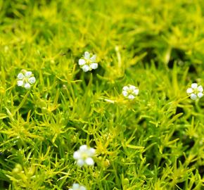 Úrazník 'Aurea' - Sagina subulata 'Aurea'