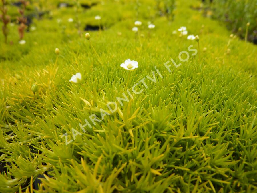 Úrazník 'Aurea' - Sagina subulata 'Aurea'