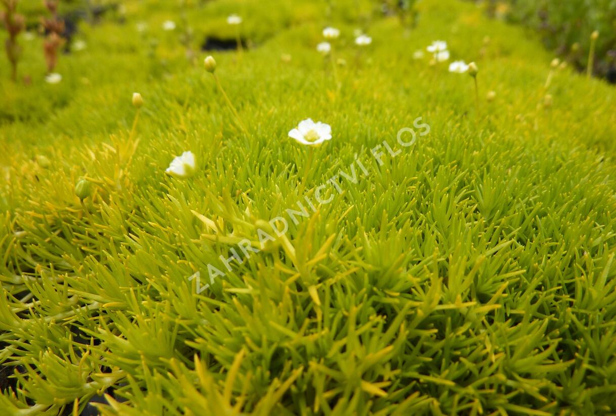 Úrazník 'Aurea' - Sagina subulata 'Aurea'
