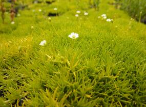 Úrazník 'Aurea' - Sagina subulata 'Aurea'