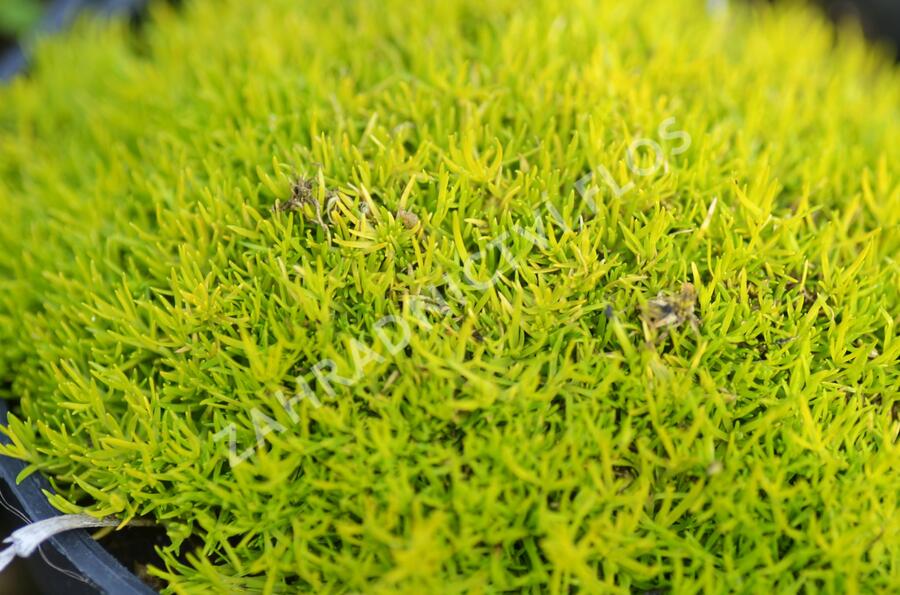 Úrazník 'Aurea' - Sagina subulata 'Aurea'