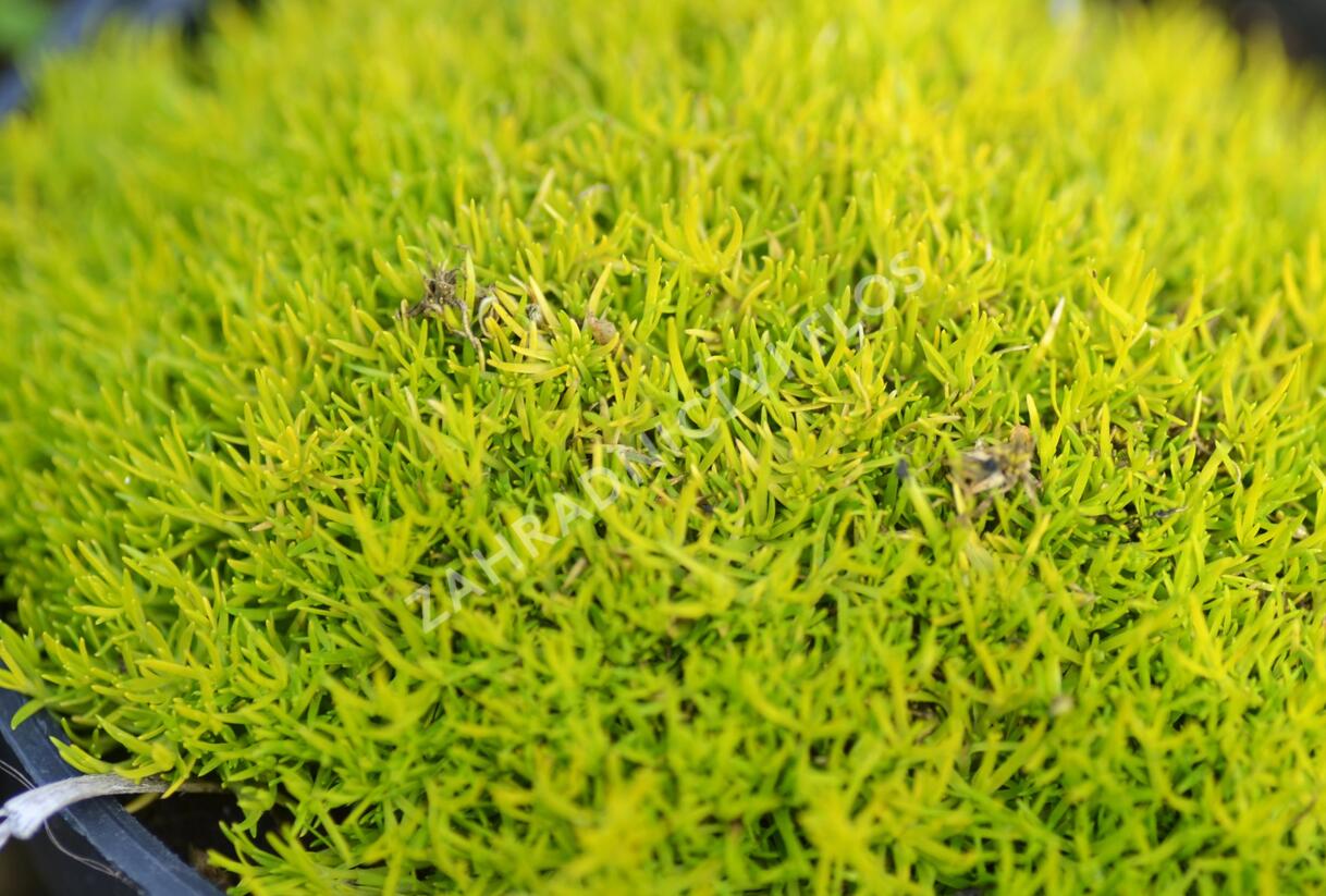 Úrazník 'Aurea' - Sagina subulata 'Aurea'