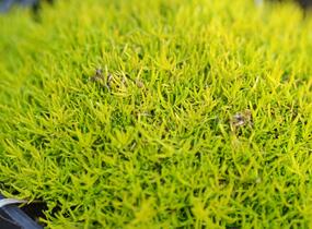 Úrazník 'Aurea' - Sagina subulata 'Aurea'