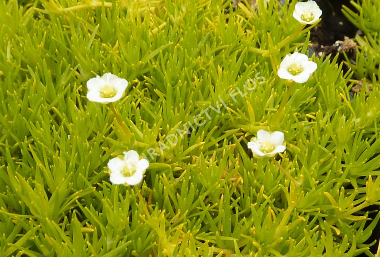 Úrazník 'Aurea' - Sagina subulata 'Aurea'