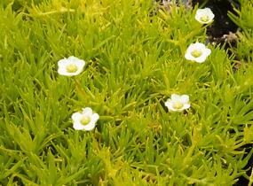 Úrazník 'Aurea' - Sagina subulata 'Aurea'