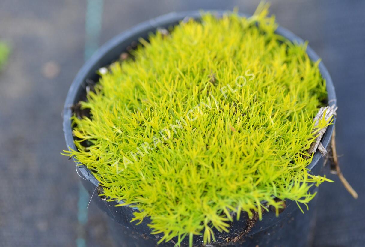 Úrazník 'Aurea' - Sagina subulata 'Aurea'