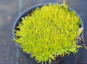 Úrazník 'Aurea' - Sagina subulata 'Aurea'