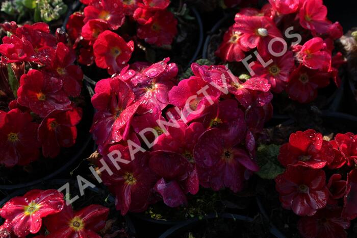 Prvosenka 'Wanda Red' - Primula juliae 'Wanda Red'